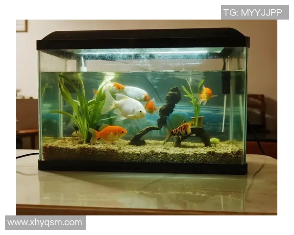 足球明星分享家养鱼趣事视频揭秘养鱼技巧与生活乐趣